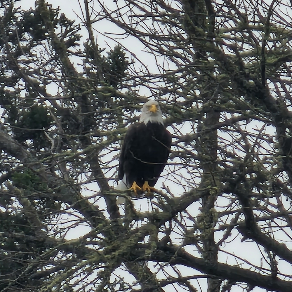 Meet your Posher, Misty